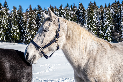 Beautiful white horse portrait outdoors in the snow