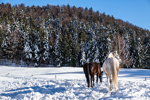 Beautiful two horses outdoors in the snow.