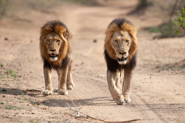 istock 2 Male Lions 1291166755