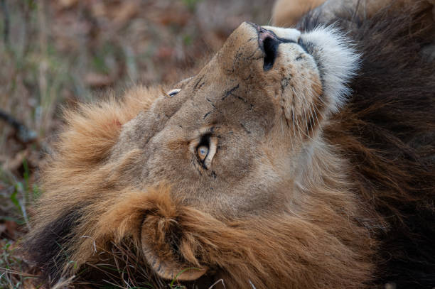 istock Male Lion in the Wild 1291166931