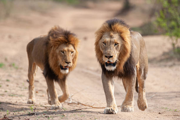 istock 2 Male Lions 1291167387