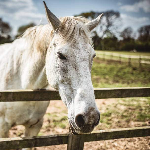 istock horse head portrait 1291167402