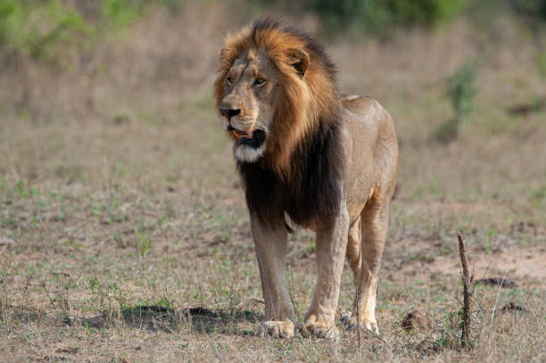 istock Male Lion in the Wild 1291167787