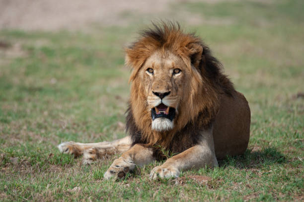 istock Male Lion in the Wild 1291167878