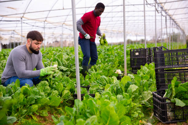 istock Young farmer harvesting Swiss chard in hothouse 1291169122