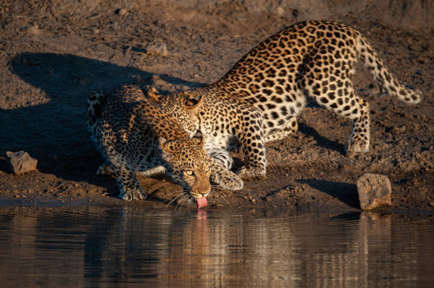 istock 2 Young Male Leopards at Waterhole 1291169198