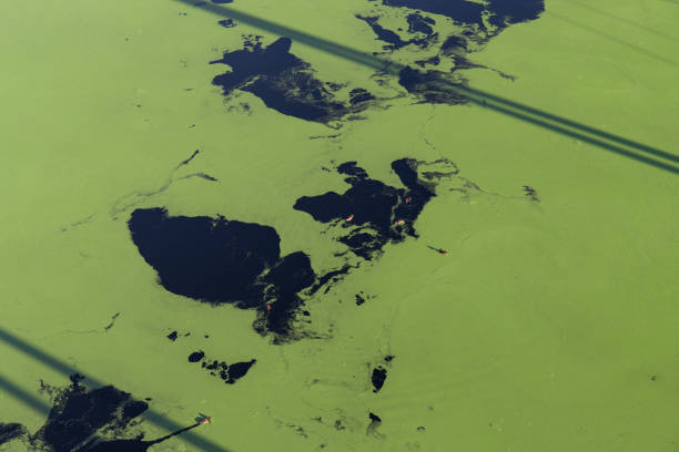 istock Duck swimming in green water 1291170033