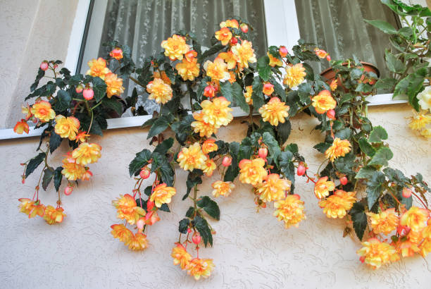 Potted yellow Tuberous Begonias on windowsill Potted yellow Tuberous Begonias on windowsill. Orange flowering houseplant in pot begoniaceae stock pictures, royalty-free photos & images