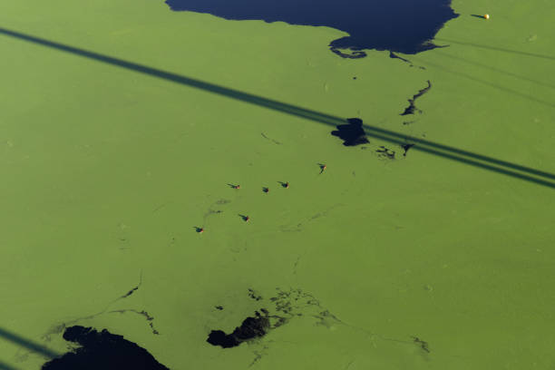 istock Duck swimming in green water 1291170301
