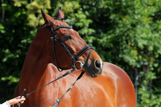 istock Thoroughbrd horse in ranch meadow 1291171662