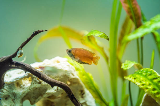 Honey gourami Trichogaster chuna tropical aquarium fish in fish tank. Colorfull male fish. Honey gourami Trichogaster chuna tropical aquarium fish in fish tank. Colorfull male fish. Aquaria concept trichogaster trichopterus stock pictures, royalty-free photos & images