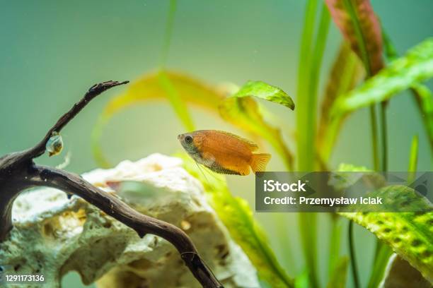 Honey Gourami Trichogaster Chuna Tropical Aquarium Fish In Fish Tank Colorfull Male Fish Stock Photo - Download Image Now