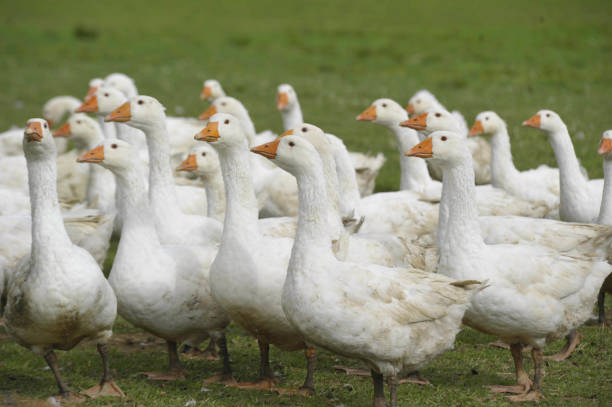 istock white geese walking on green gras 1291173274