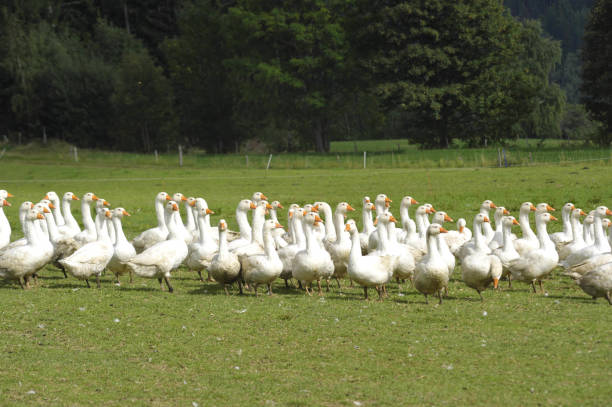 istock white geese walking on green gras 1291173277