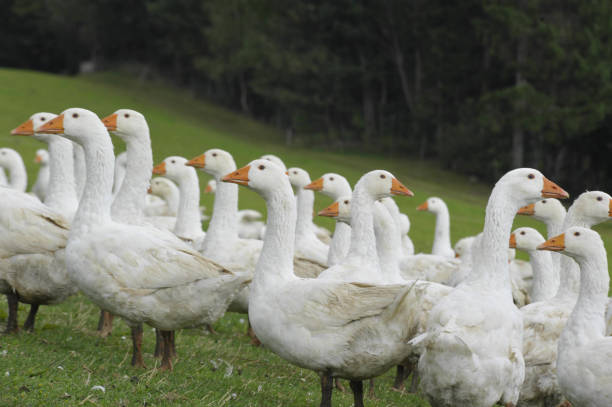 istock white geese walking on green gras 1291173280