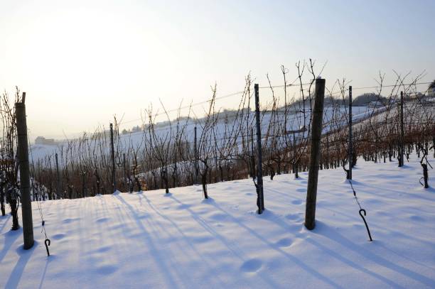 istock snowy vineyard with vines in winter 1291173287