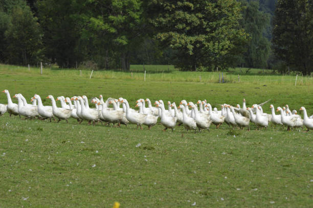 istock white geese walking on green gras 1291173290