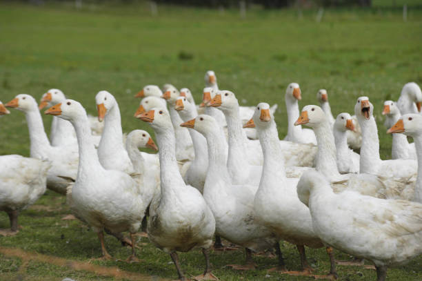 istock white geese walking on green gras 1291173291