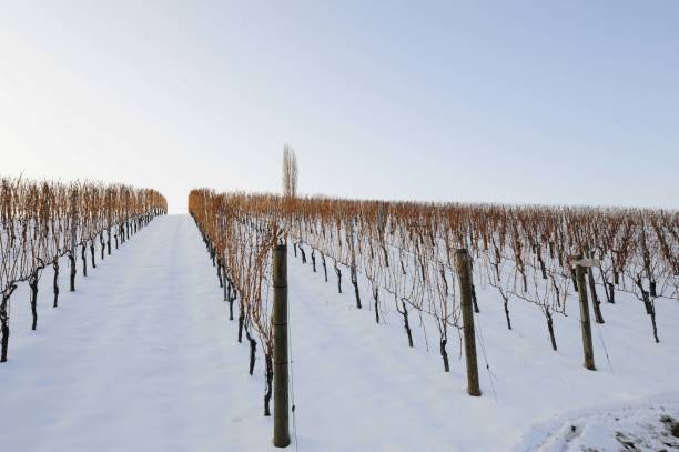 istock snowy vineyard with vines in winter 1291173303