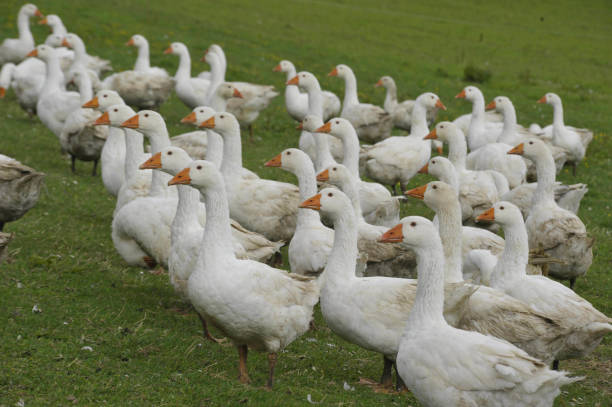 istock white geese walking on green gras 1291173378