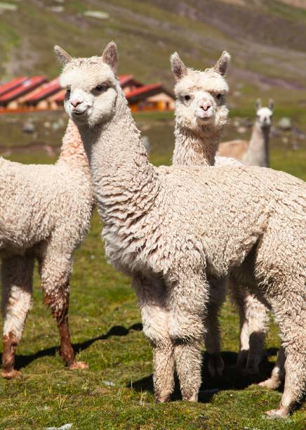 istock llama or lama, group of lamas on pastureland 1291174433