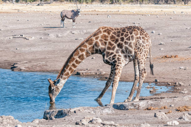 Namibian giraffe drinking water with an oryx watching A namibian giraffe drinking water with an oryx watching in northern Namibia gemsbok photos stock pictures, royalty-free photos & images