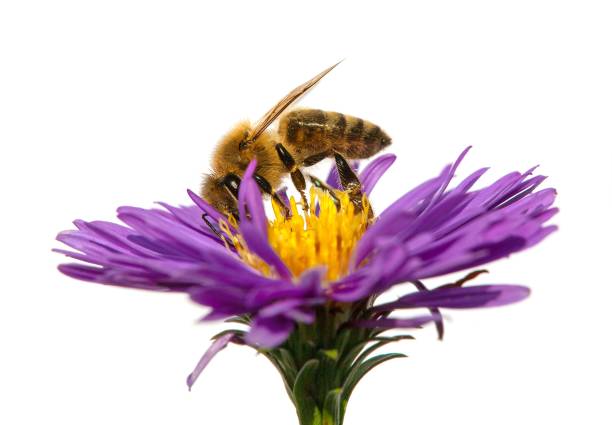 istock bee or honeybee in Latin Apis Mellifera on flower 1291176727