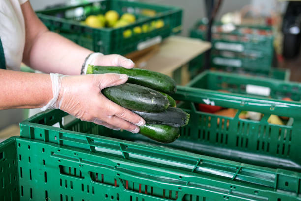 junta de donación de alimentos: mujer con guantes empaca frutas y verduras, aquí calabacín fresco, en cajas verdes para su distribución a los pobres - biological culture fotografías e imágenes de stock