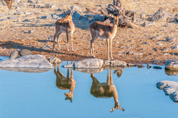 istock Black-faced impala ewe and young ram at a waterhole 1291178094