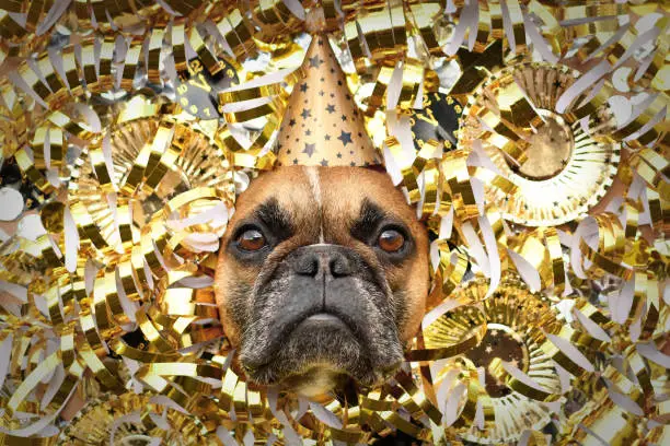 Silvester party dog. French Bulldog with party hat sticking out head between shiny golden blowouts, plates and paper clocks