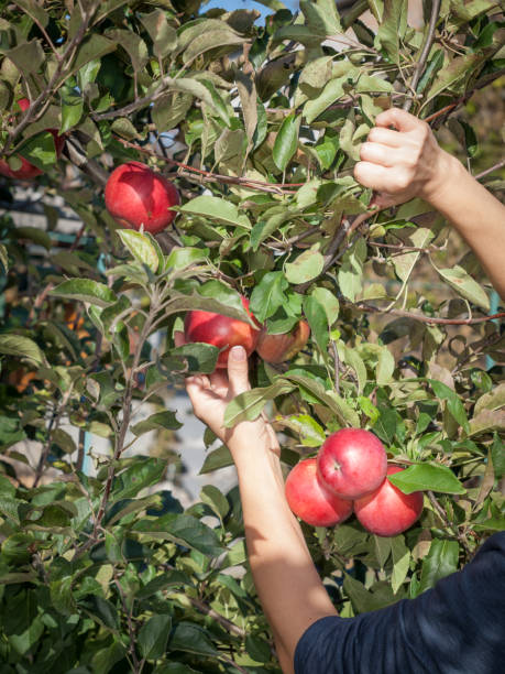 istock Woman hand picking a red ripe apple from a tree 1291179426