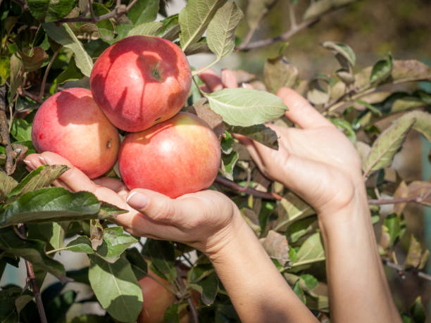 istock Woman hands holding a red ripe apples. 1291179435