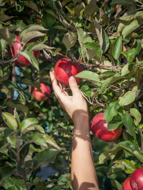 istock Woman hand picking a red ripe apple from a tree 1291179449