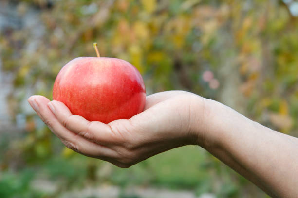 istock Woman's hand holding red appl against green natural background. 1291180171