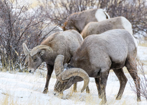 istock Colorado Rocky Mountain Bighorn Sheep 1291180267