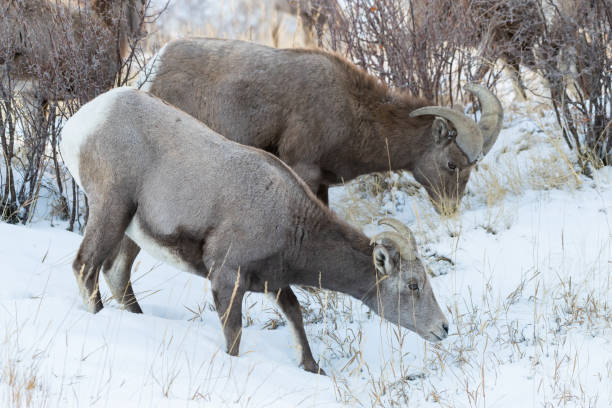 istock Colorado Rocky Mountain Bighorn Sheep 1291180321