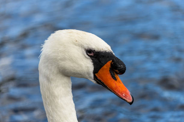 istock White swan swimming in the water 1291180592