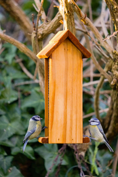 istock A Blue Tit On A Bird Feeder 1291183290