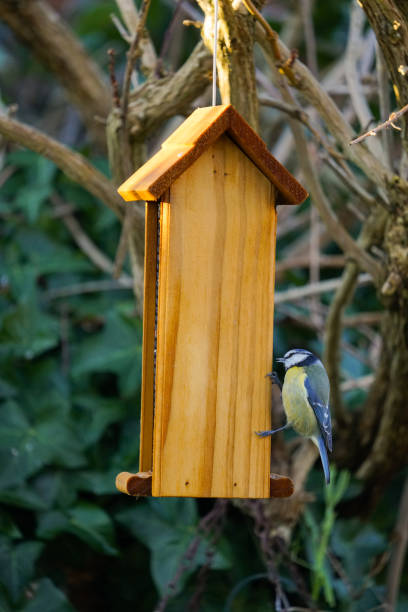 istock A Blue Tit On A Bird Feeder 1291183356