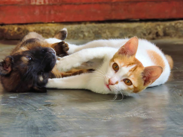 istock cat and puppy are lying on the floor 1291184665