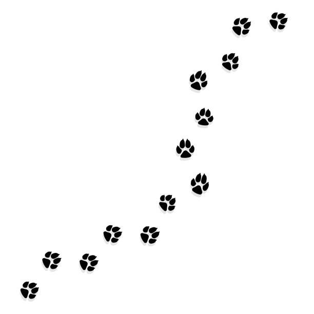 istock Cat or Dog Paw Print. Pets or Animals Paw Trail. Vector illustration 1291184915