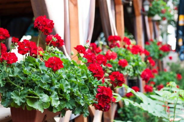 flores rojas en macetas en una terraza en un café callejero. - hi8 fotografías e imágenes de stock