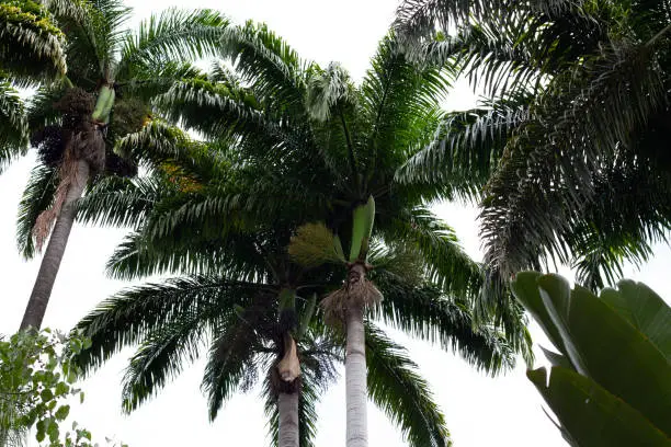 Photo of Palm tree seen from below