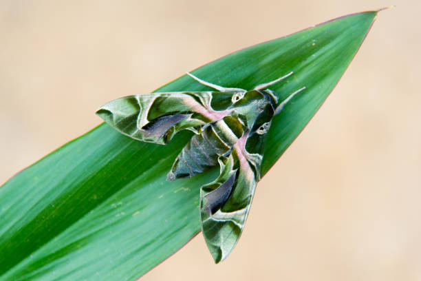 Closeup green butterfly Moth (Daphnis nerii) on leaves