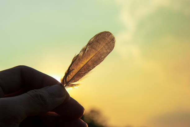 istock Closeup hand holding a feather Backlit in the evening sun 1291188369