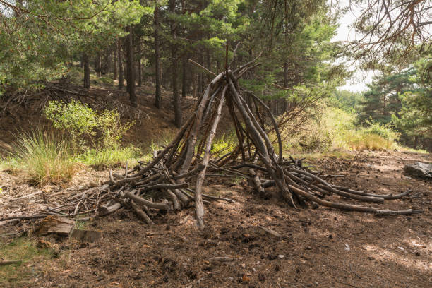 istock wooden sticks stacked in the forest 1291189215