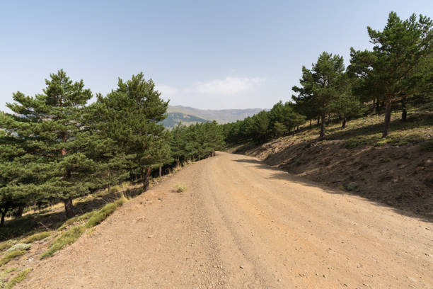 istock forest road in Sierra Nevada 1291189236