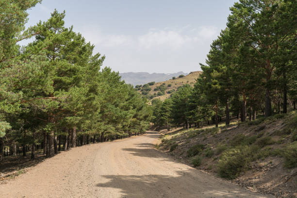 istock forest road in Sierra Nevada 1291189360