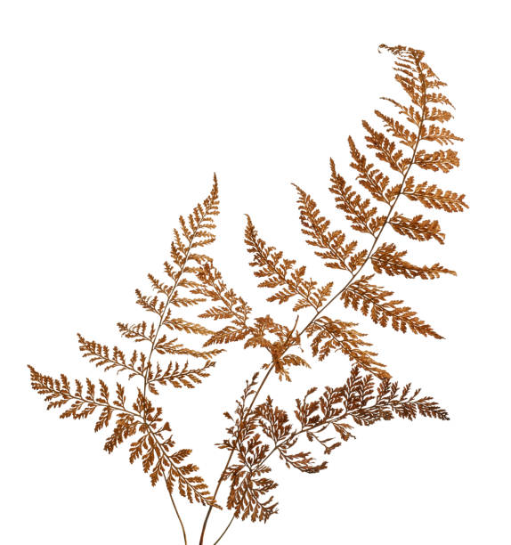 istock Fern leaf, Sear fern isolated on white background, with clipping path 1291190967