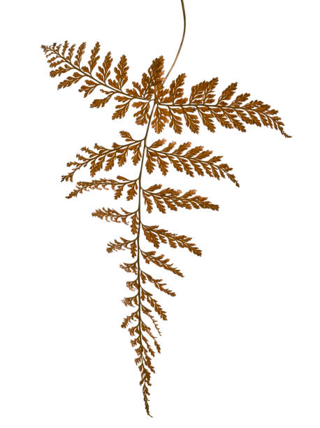 istock Fern leaf, Sear fern isolated on white background, with clipping path 1291191011